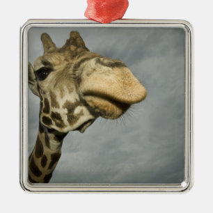 USA, Texas, Fossil Rim Wildlife Area, Giraffe Silbernes Ornament