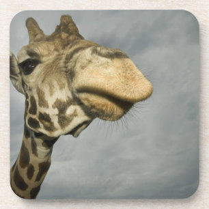 USA, Texas, Fossil Rim Wildlife Area, Giraffe Untersetzer