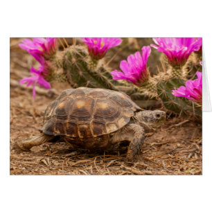 USA, Texas, Hidalgo County. Landschildkröte