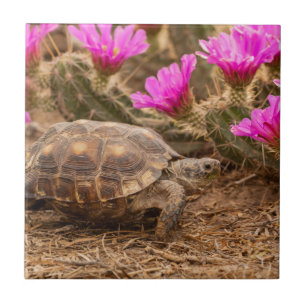 USA, Texas, Hidalgo County. Landschildkröte Fliese