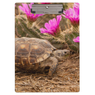 USA, Texas, Hidalgo County. Landschildkröte Klemmbrett