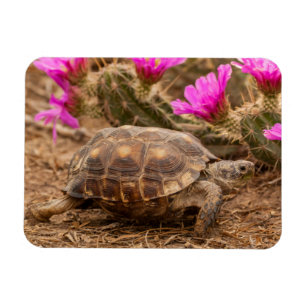 USA, Texas, Hidalgo County. Landschildkröte Magnet