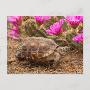 USA, Texas, Hidalgo County. Landschildkröte Postkarte
