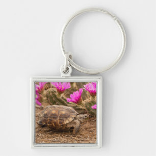 USA, Texas, Hidalgo County. Landschildkröte Schlüsselanhänger
