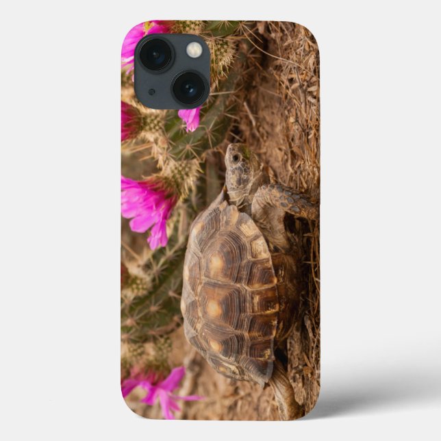 USA, Texas, Hidalgo County. Schildkröte Case-Mate iPhone Hülle (Rückseite)