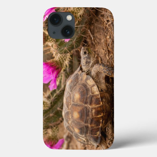 USA, Texas, Hidalgo County. Schildkröte Case-Mate iPhone Hülle (Rückseite)