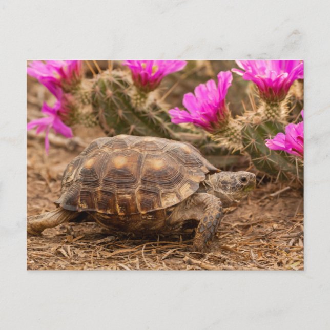 USA, Texas, Hidalgo Landkreis. Tortoise Postkarte (Vorderseite)