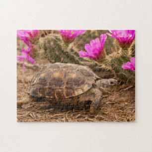 USA, Texas, Hidalgo Landkreis. Tortoise Puzzle