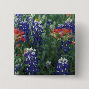 USA, Texas Hill Country. Blaue Lupinen und Button