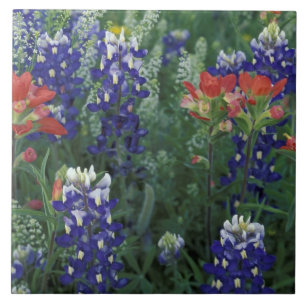 USA, Texas Hill Country. Blaue Lupinen und Fliese