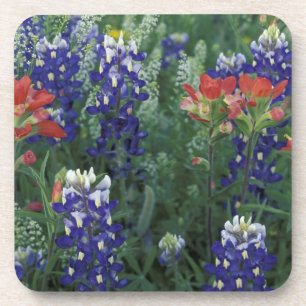 USA, Texas Hill Country. Blaue Lupinen und Getränkeuntersetzer