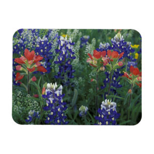 USA, Texas Hill Country. Blaue Lupinen und Magnet