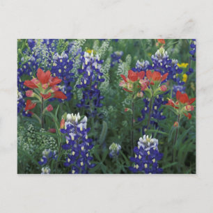 USA, Texas Hill Country. Blaue Lupinen und Postkarte