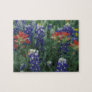 USA, Texas Hill Country. Blaue Lupinen und Puzzle