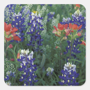 USA, Texas Hill Country. Blaue Lupinen und Quadratischer Aufkleber