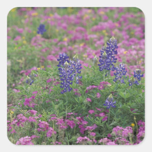 USA, Texas Hill Country. Blaue Lupinen unter Phlox Quadratischer Aufkleber