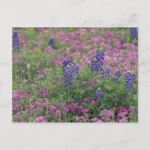 USA, Texas Hill Country. Blaues Lupinen unter Phlo Postkarte