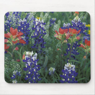 USA, Texas Hill Country. Bluebonetze und Mousepad
