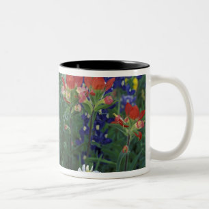 USA, Texas Hill Country. Bluebonetze und Zweifarbige Tasse