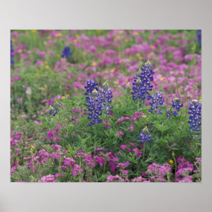 USA, Texas Hill Country. Bluebonnets among phlox Poster