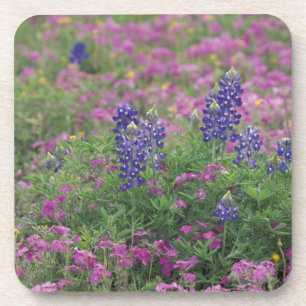 USA, Texas Hill Country. Bluebonnets Getränkeuntersetzer
