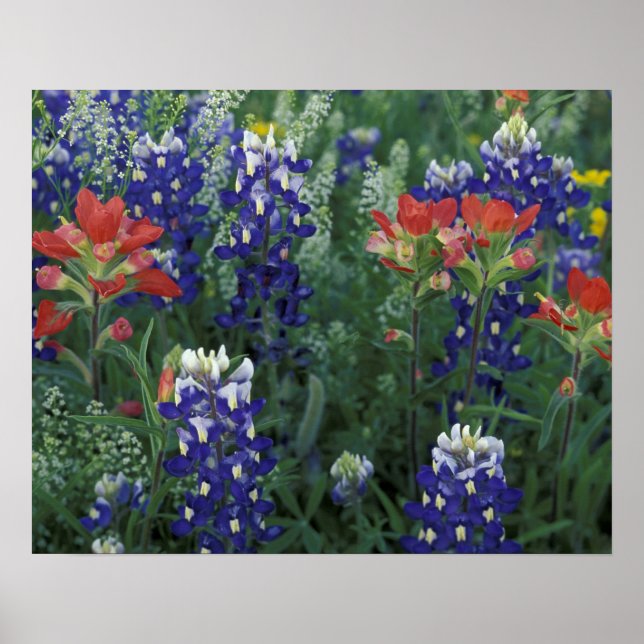 USA, Texas Hill Country. Bluebonnets und Poster (Vorne)