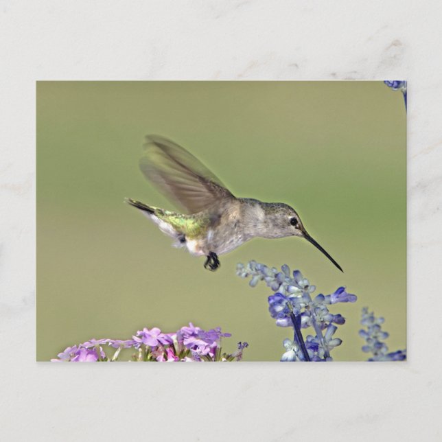 USA, Texas, Hill Country. Schwarz-Kinn Postkarte (Vorderseite)