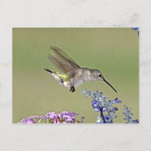 USA, Texas, Hill Country. Weiblich Schwarzkehlnymp Postkarte