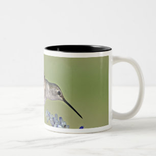USA, Texas, Hill Country. Weiblicher Schwarzkehlko Zweifarbige Tasse