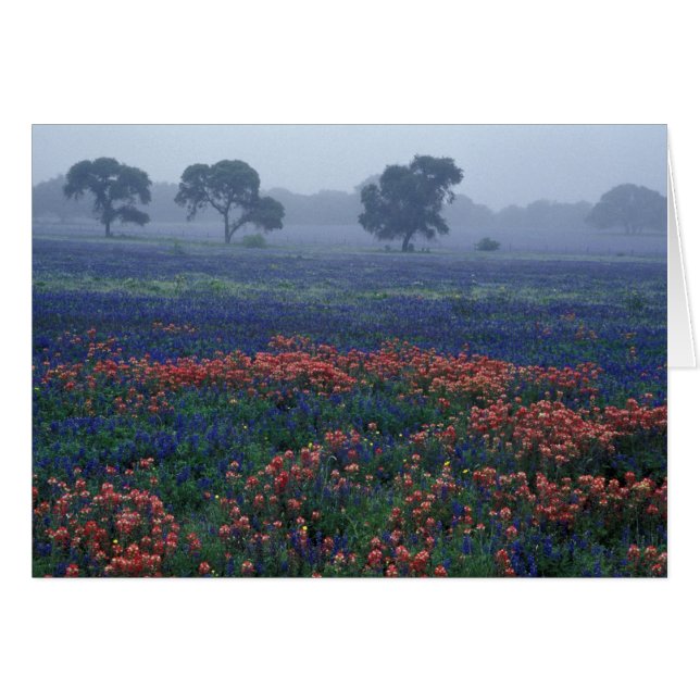 USA, Texas, in der Nähe von Lytle Fog, Eichen, bla (Vorderseite (Horizontal))
