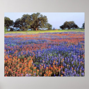 USA, Texas, Llano. Blaue und rote Lupinen Poster