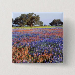 USA, Texas, Llano. Blaue und rote Mohnblumen Button