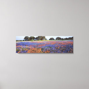 USA, Texas, Llano. Blaue und rote Mohnblumen Leinwanddruck