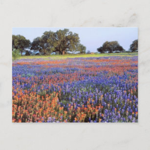 USA, Texas, Llano. Bluebonette und Rotbarnet Postkarte