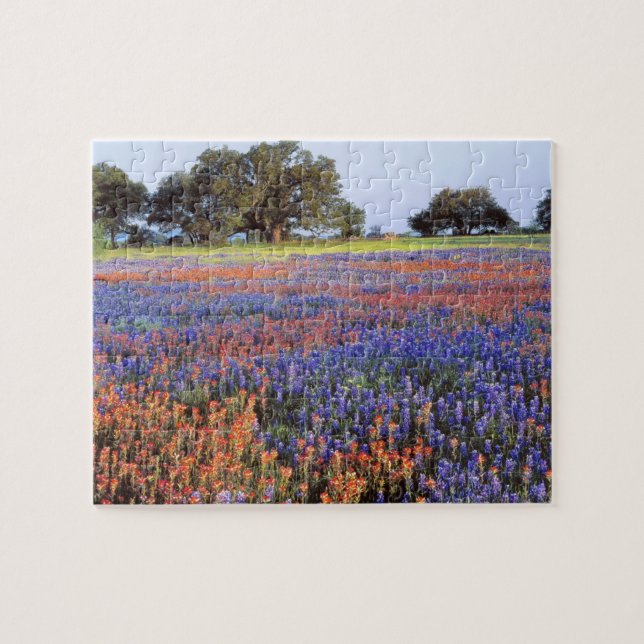 USA, Texas, Llano. Bluebonetze und Rotbonbons Puzzle (Horizontal)