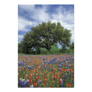 USA, Texas, Marble Falls Paintbrush und Fotodruck
