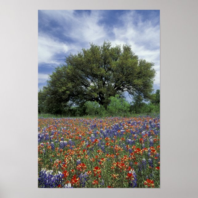USA, Texas, Marble Falls Paintbrush und Poster (Vorne)