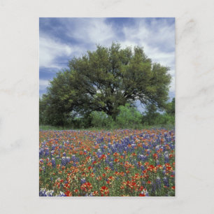 USA, Texas, Marble Falls Paintbrush und Postkarte
