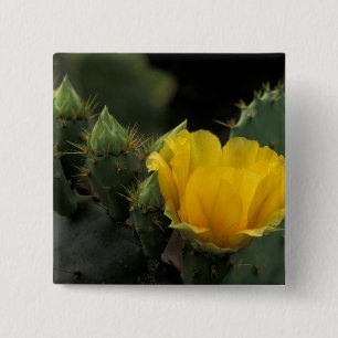 USA, Texas, Prickly Pear Cactus in Blüte. Button