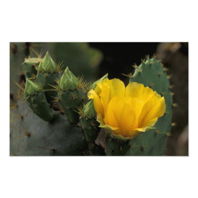 USA, Texas, Prickly Pear Cactus in Blüte. Fotodruck (Vorne)