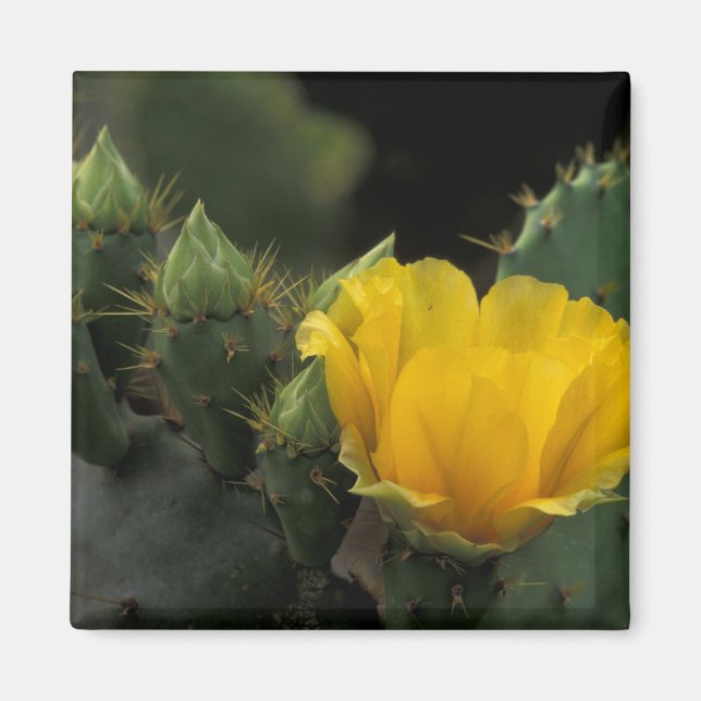 USA, Texas, Prickly Pear Cactus in Blüte. Magnet (Vorne)