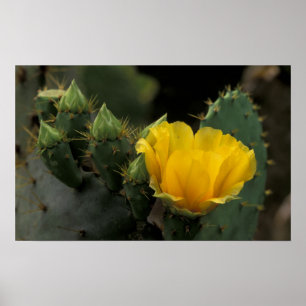 USA, Texas, Prickly Pear Cactus in Blüte. Poster
