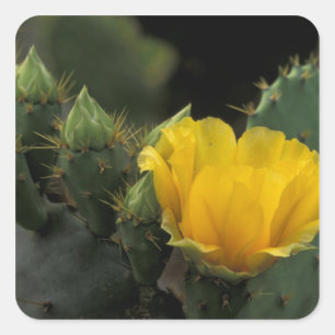 USA, Texas, Prickly Pear Cactus in Blüte. Quadratischer Aufkleber