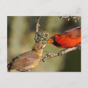 USA, Texas, Rio Grande Valley, McAllen. gemasert Postkarte