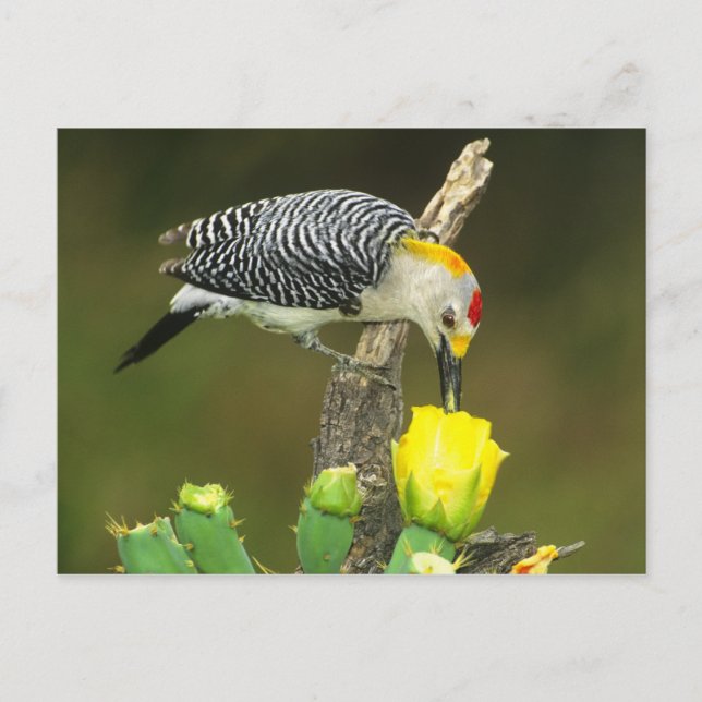 USA, Texas, Rio Grande Valley, McAllen. Mann Postkarte (Vorderseite)