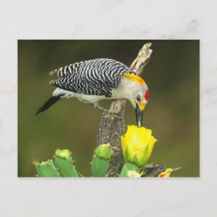 USA, Texas, Rio Grande Valley, McAllen. Männlich Postkarte