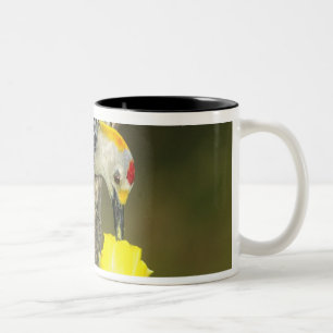 USA, Texas, Rio Grande Valley, McAllen. Männlich Zweifarbige Tasse
