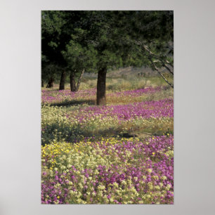 USA, Texas, Sand Verbena und Brown-mit Augen Poster