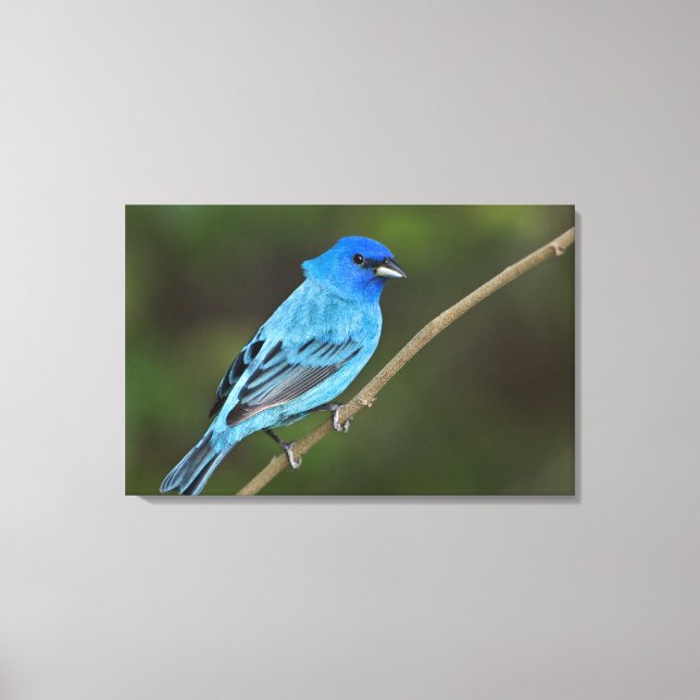 USA, Texas, South Padre Island Leinwanddruck (Vorderseite)