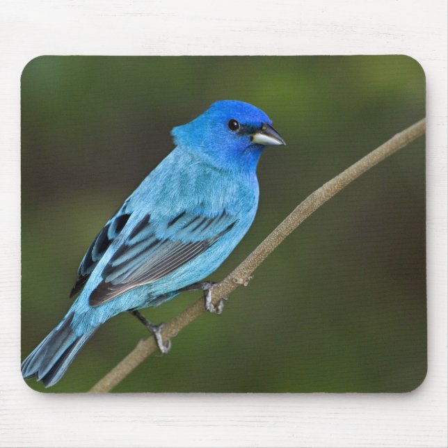 USA, Texas, South Padre Island Mousepad (Vorne)